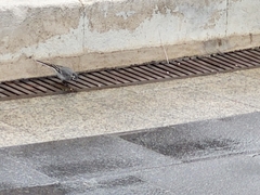Motacilla alba