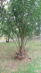 Arecaceae