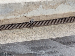 Motacilla alba