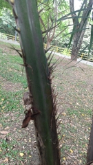 Arecaceae