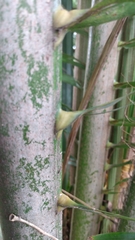 Arecaceae