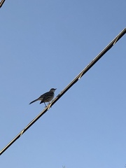 Mimus polyglottos image