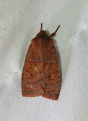 Eupsilia vinulenta