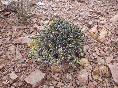 Hereroa tenuifolia L.Bolus 2