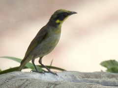 Lichenostomus melanops