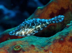 Slender Filefish photo 4