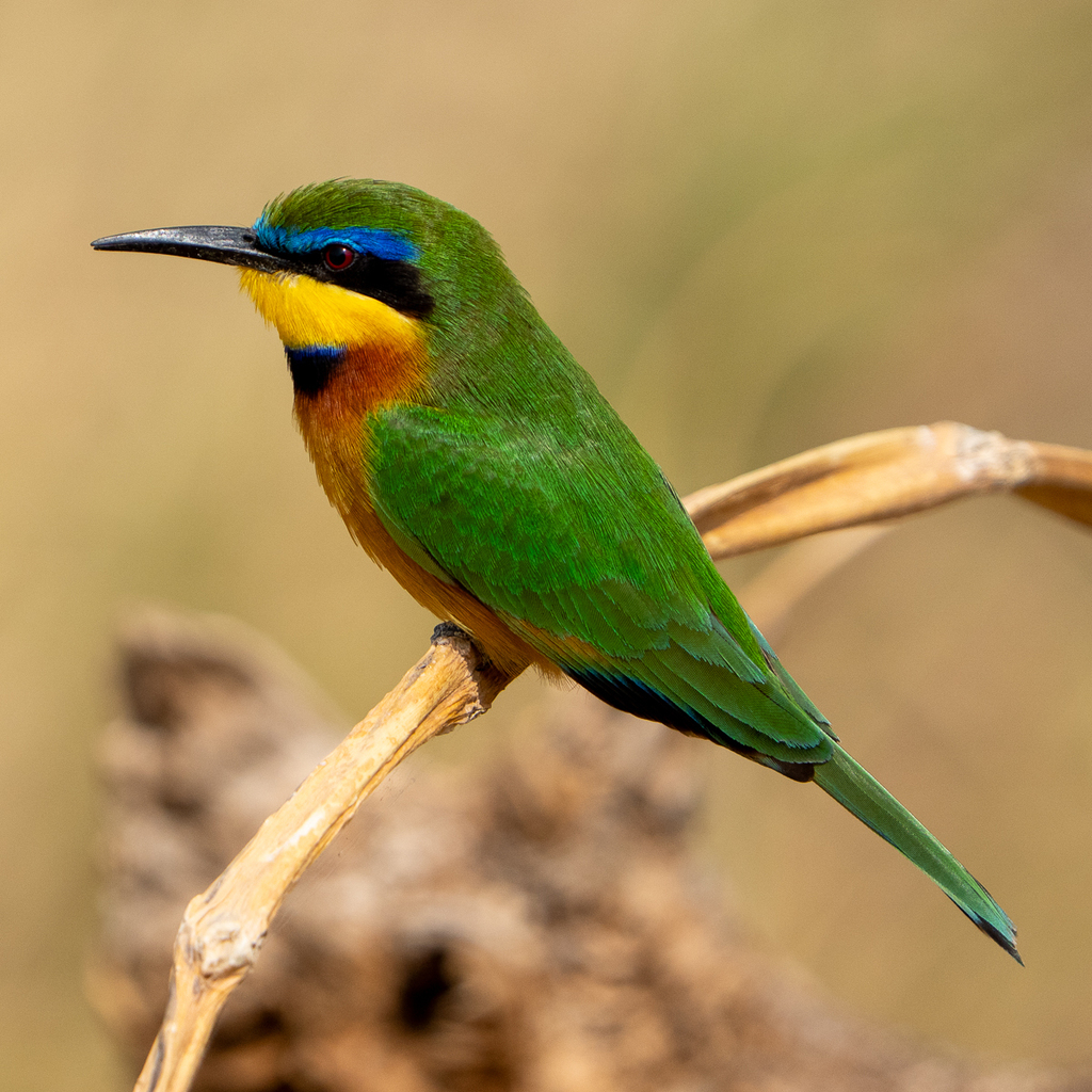 Little Bee-Eater