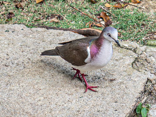Caribbean Dove (Leptotila jamaicensis), photo 5
