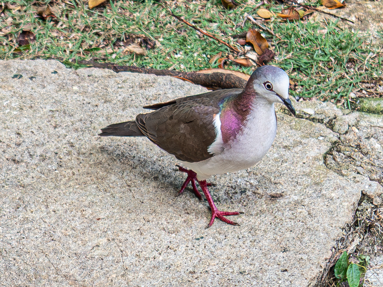 Caribbean Dove (Leptotila jamaicensis), photo 5