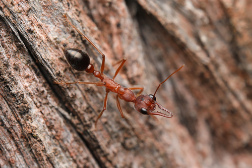 立毛牛蚁Myrmecia erecta