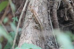 Stenocercus iridescens