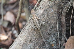Stenocercus iridescens