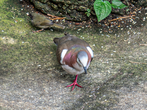 Caribbean Dove (Leptotila jamaicensis), photo 6
