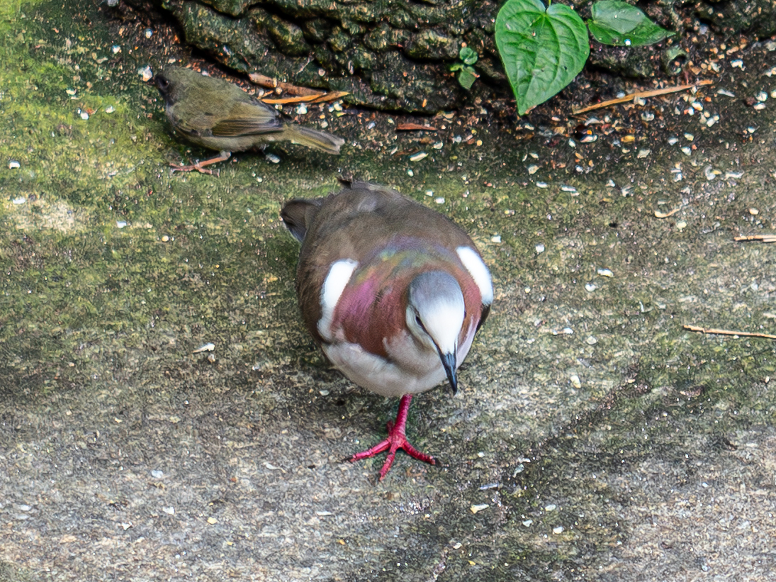 Caribbean Dove (Leptotila jamaicensis), photo 6