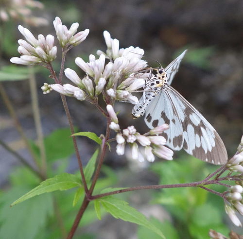 Marbled White Moth photo 3