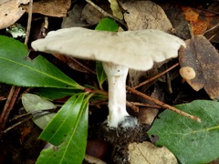 Entoloma undatum