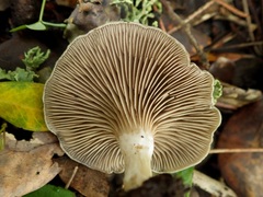 Entoloma undatum