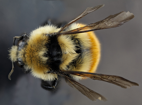 Hunt's Bumble Bee