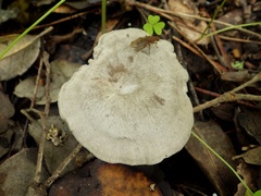 Entoloma undatum