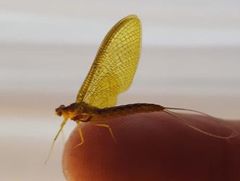 Ameletopsis perscitus