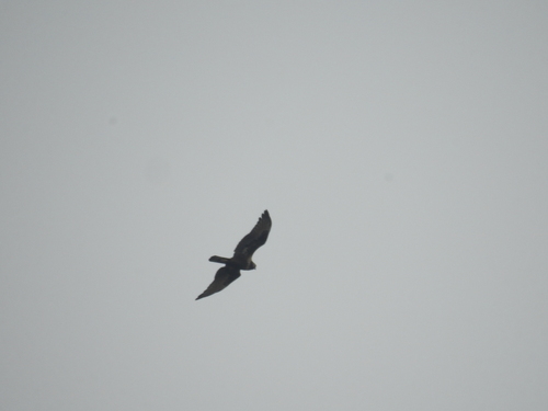 Eastern Marsh Harrier