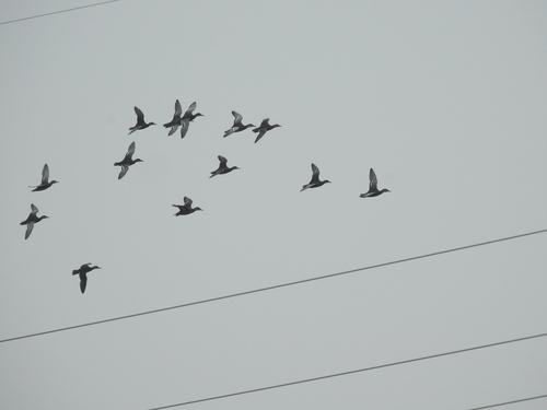 Garganey