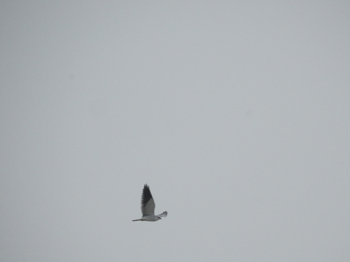 Black-winged Kite