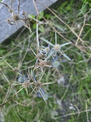 Eryngium caeruleum, photograph (c) Christian Manke, some rights reserved (CC BY-SA)