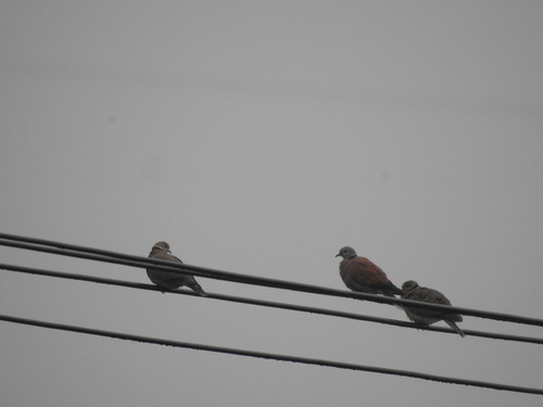 Red Collared-Dove