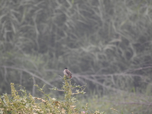 Sooty-headed Bulbul
