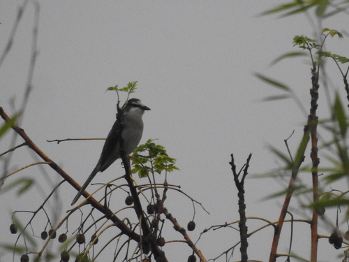 Brown-rumped Minivet