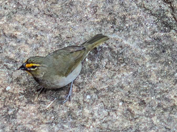 Yellow-faced Grassquit (Tiaris olivaceus)
