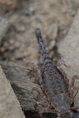 Megacormus segmentatus