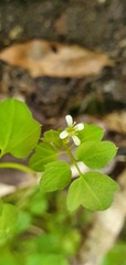 Cardamine forsteri