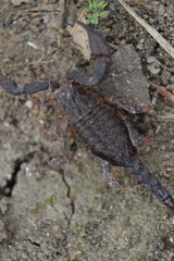 Megacormus segmentatus