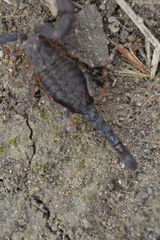 Megacormus segmentatus