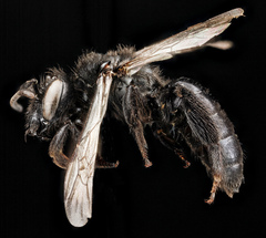 Andrena nigerrima