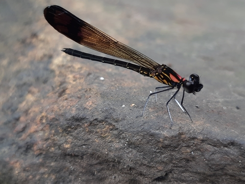 Stream Ruby photo 5