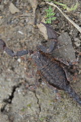 Megacormus segmentatus