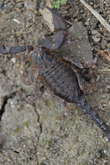 Megacormus segmentatus