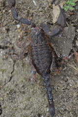 Megacormus segmentatus