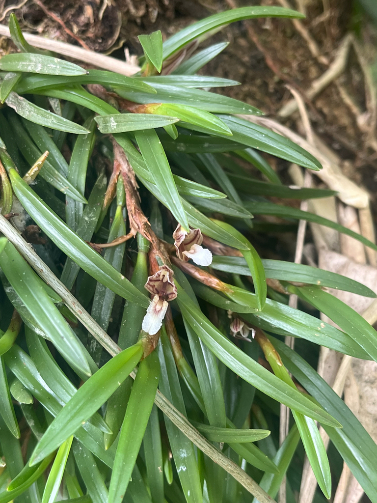 Maxillaria macleei