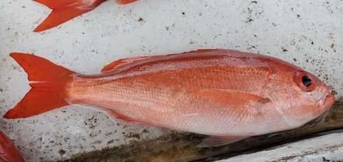 Bastard snapper (Rhomboplites aurorubens) — Lutjanidae — 3