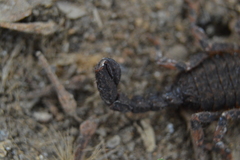 Megacormus segmentatus