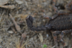 Megacormus segmentatus