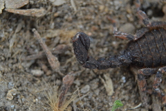 Megacormus segmentatus