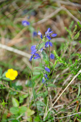 Polygala serpyllifolia