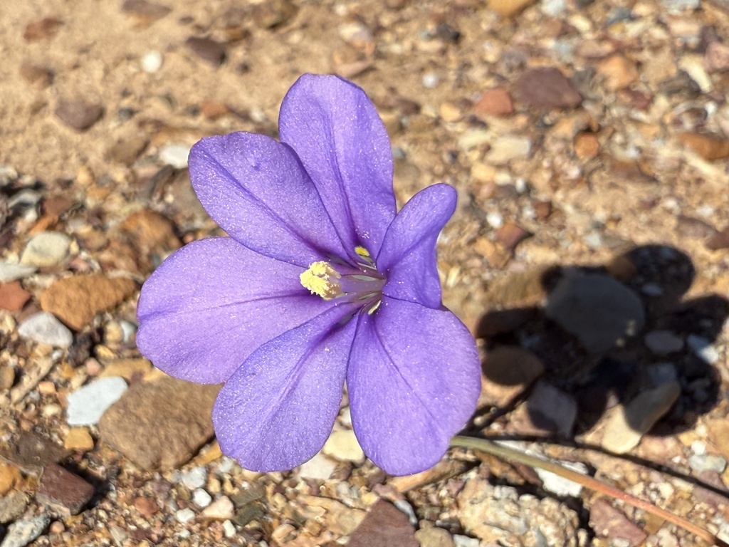 Moraea herrei