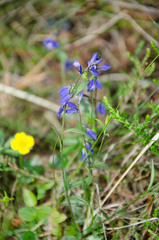 Polygala serpyllifolia