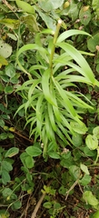 Fritillaria imperialis